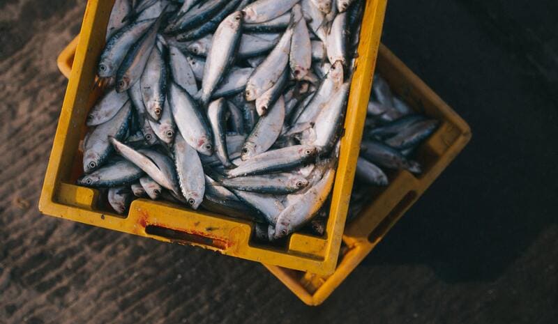Factors Affecting the Temperature of Fish Freshness